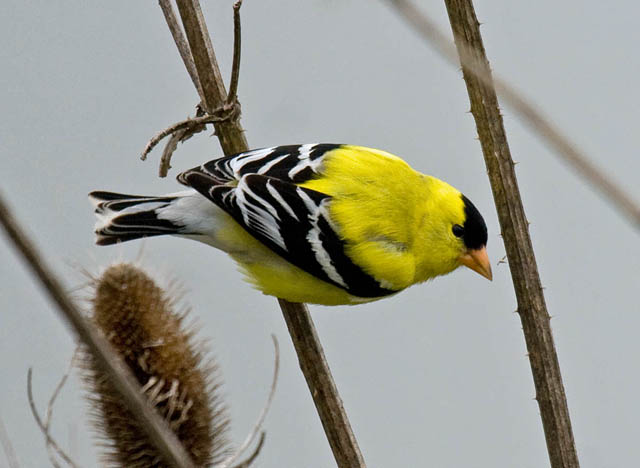 Birds with Yellow and Black Plumage in North America