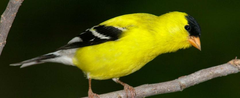 Birds with Yellow and Black Plumage in North America