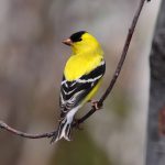 Birds with Yellow and Black Plumage in North America