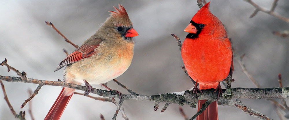 Cardinals in Woodlands and Backyards