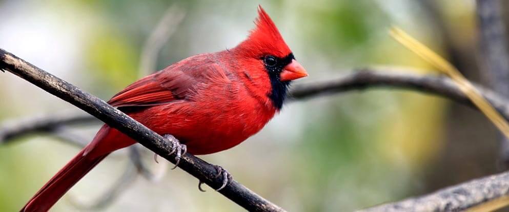 Cardinals in Woodlands and Backyards