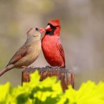 Cardinals in Woodlands and Backyards