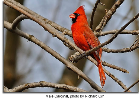 Cardinals in Woodlands and Backyards