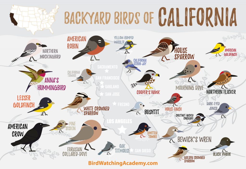 Common Backyard Birds in California Sigloxxi