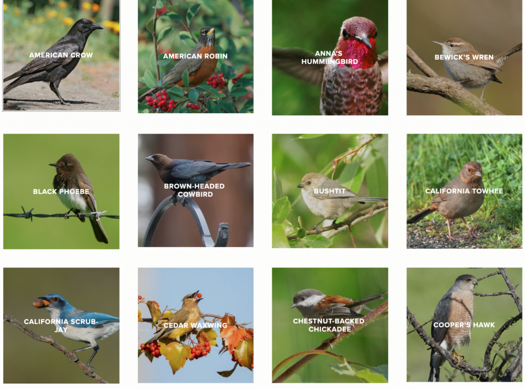 Common Backyard Birds in California