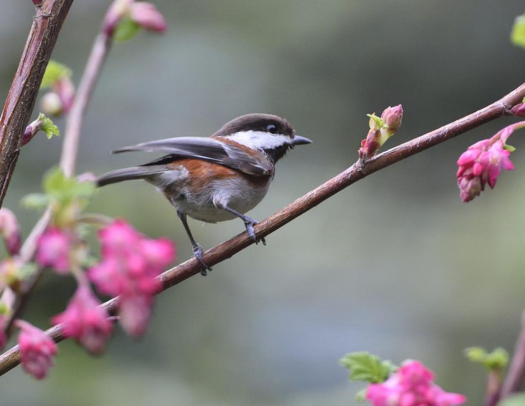 Common Backyard Birds in California