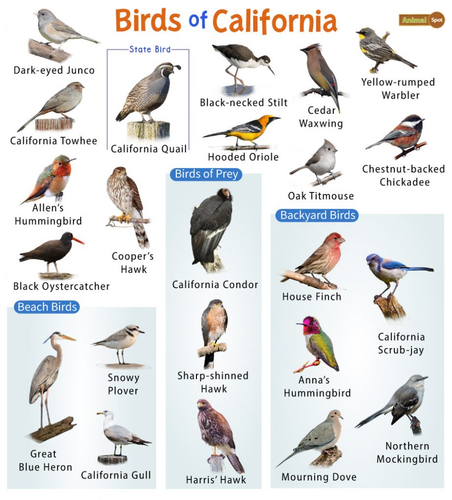 Common Backyard Birds in California