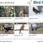 Common Backyard Birds in California