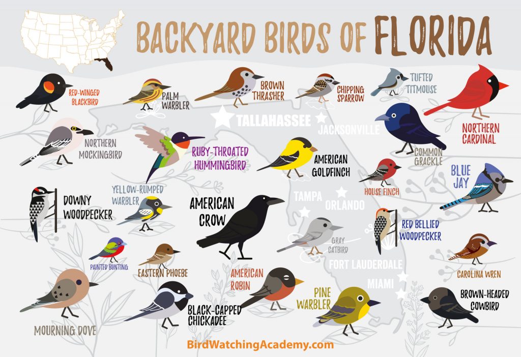 Common Backyard Birds in Florida