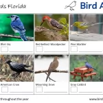 Common Backyard Birds in Florida