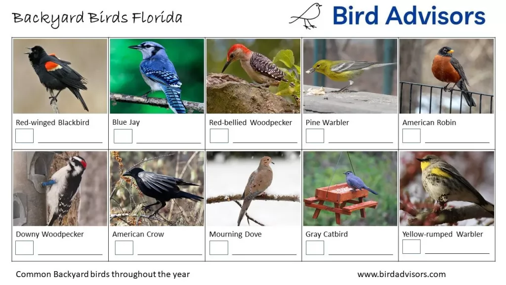 Common Backyard Birds in Florida