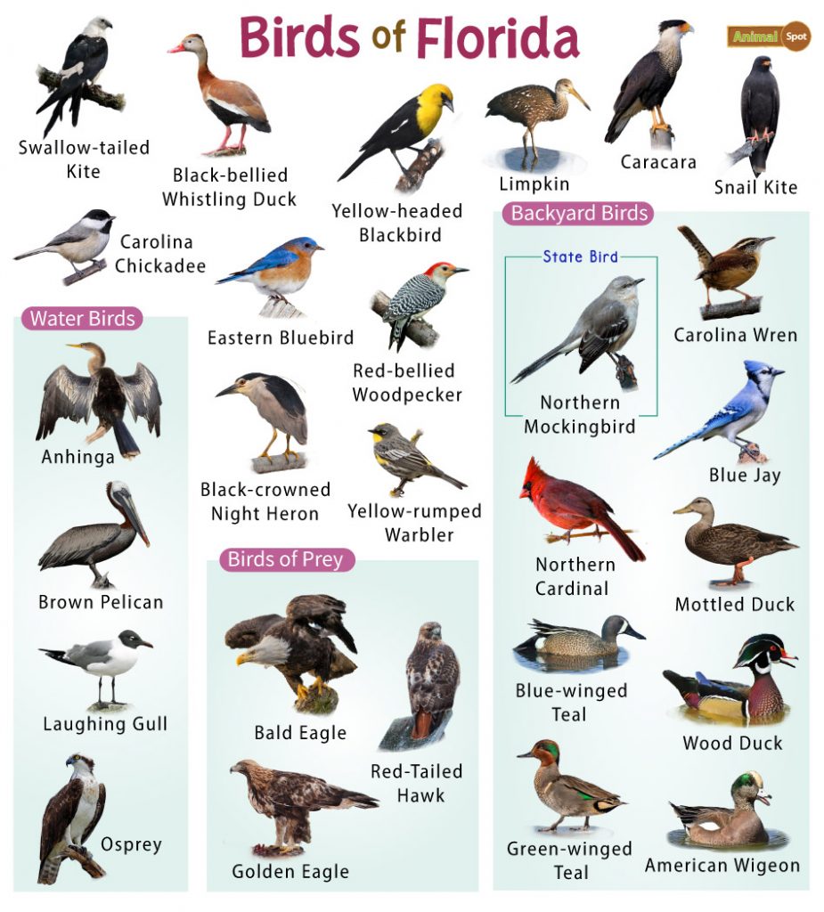 Common Backyard Birds in Florida