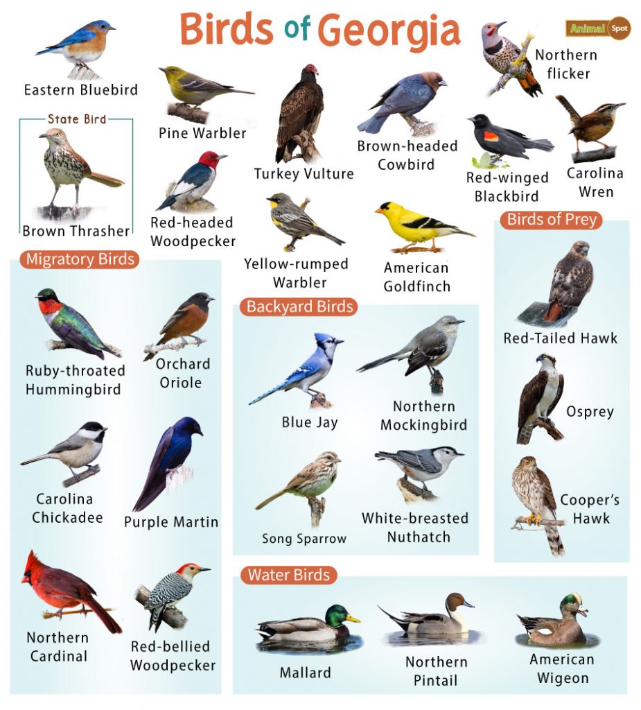 Common Backyard Birds in Georgia