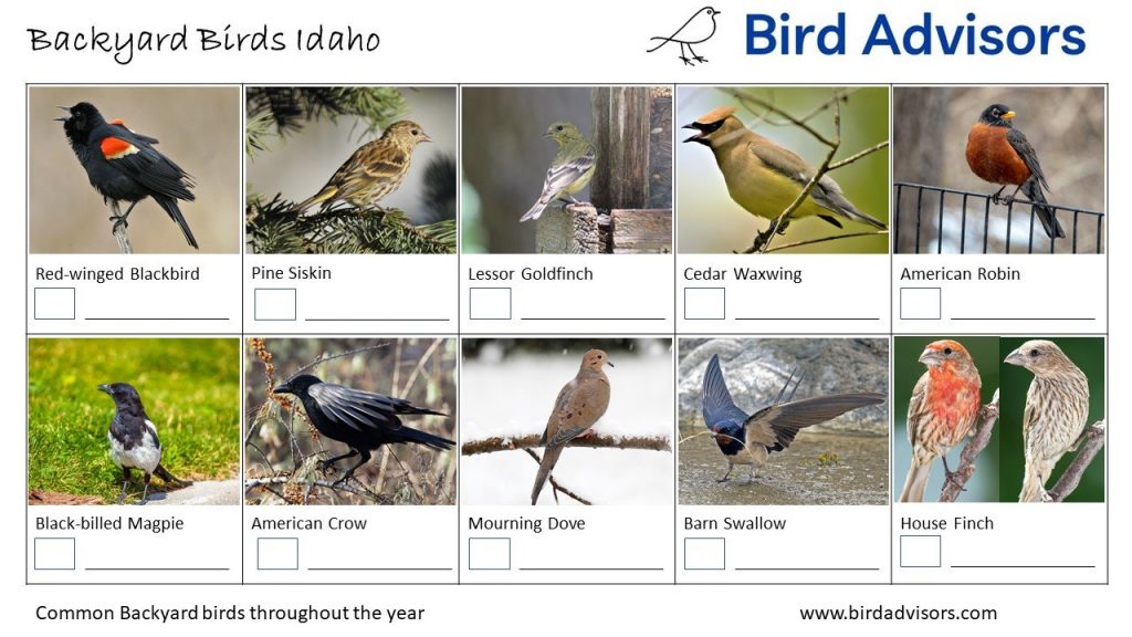 Common Backyard Birds in Idaho