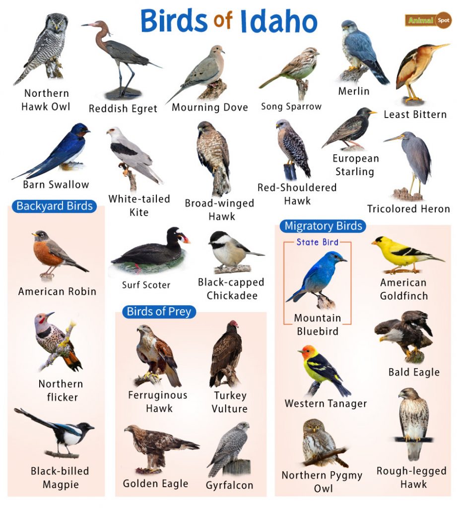 Common Backyard Birds in Idaho