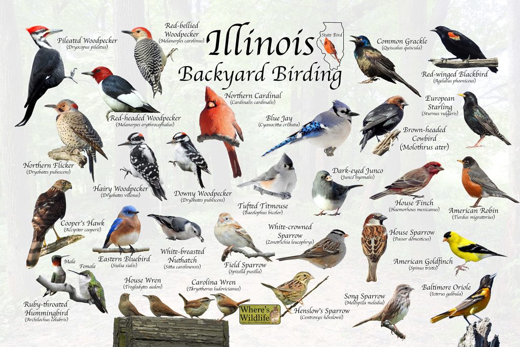 Common Backyard Birds in Illinois