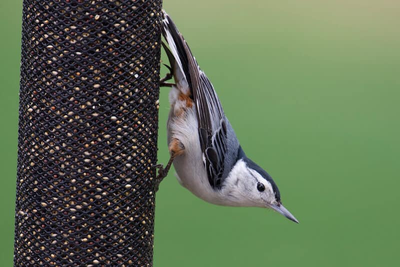 Common Backyard Birds in Illinois