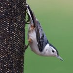 Common Backyard Birds in Illinois