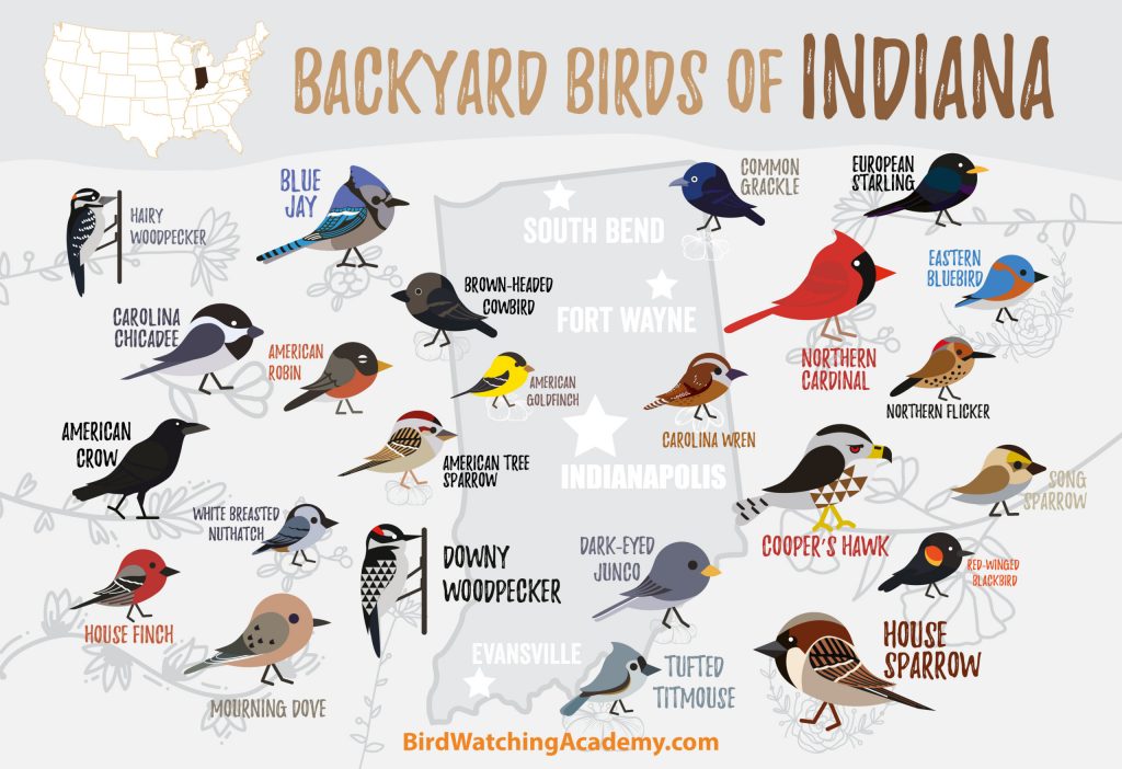 Common Backyard Birds in Indiana