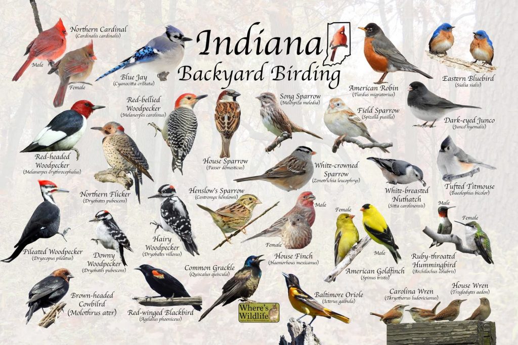 Common Backyard Birds in Indiana