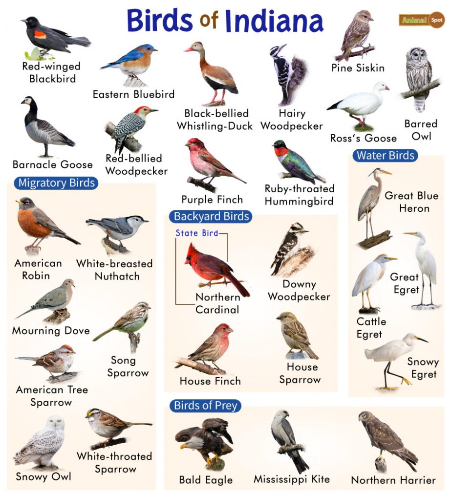 Common Backyard Birds in Indiana