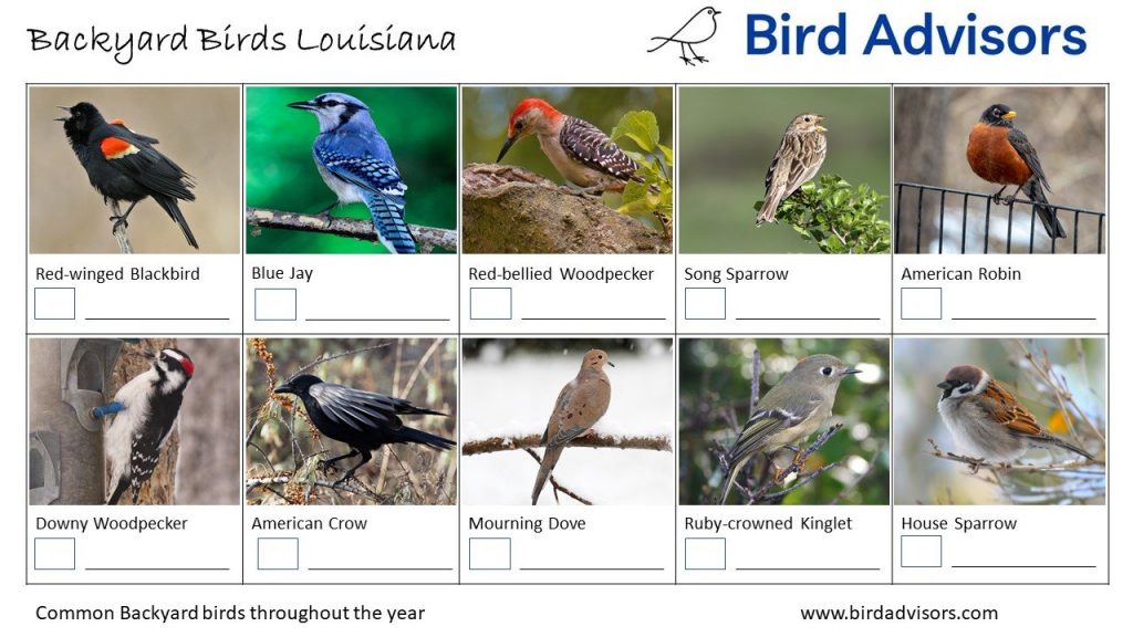 Common Backyard Birds in Louisiana: A Guide with Pictures