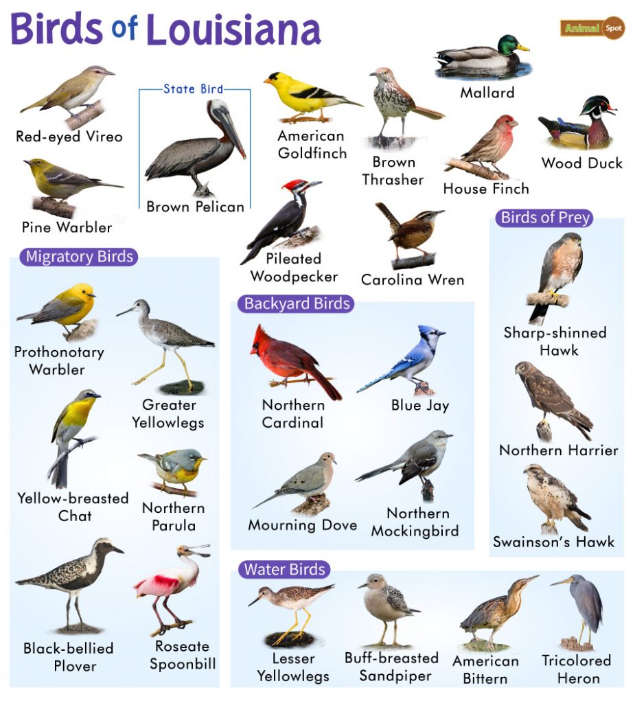 Common Backyard Birds in Louisiana: A Guide with Pictures