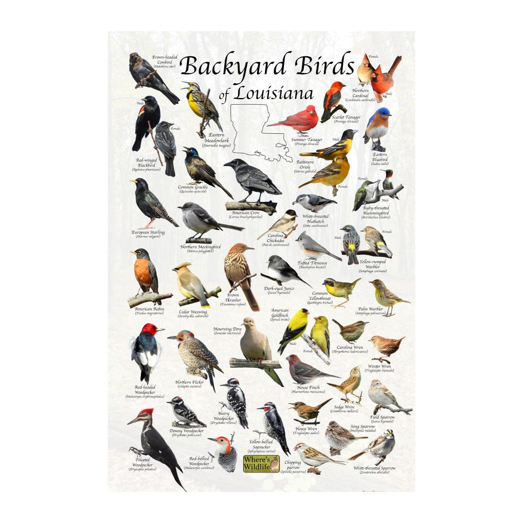 Common Backyard Birds in Louisiana: A Guide with Pictures