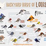 Common Backyard Birds in Louisiana: A Guide with Pictures