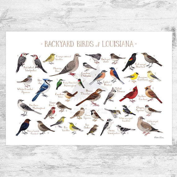 Common Backyard Birds in Louisiana: A Guide with Pictures