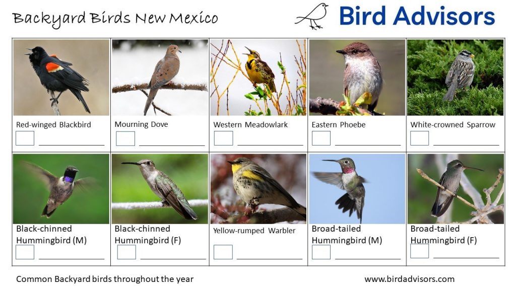 Common Backyard Birds in New Mexico