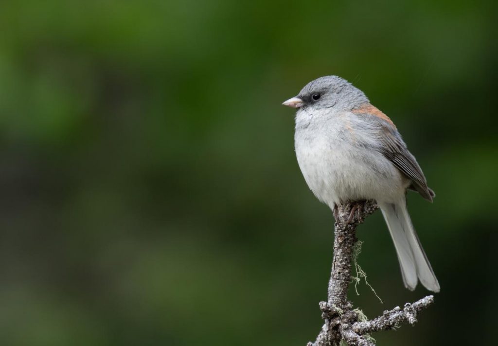 Common Backyard Birds in New Mexico