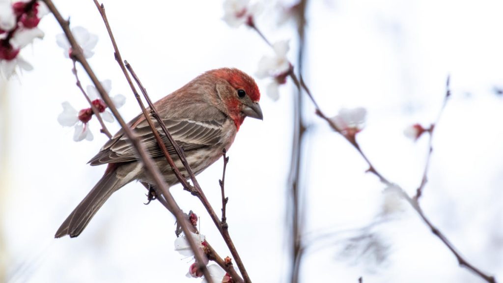 Common Backyard Birds in New Mexico