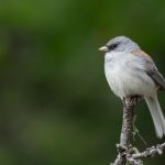 Common Backyard Birds in New Mexico