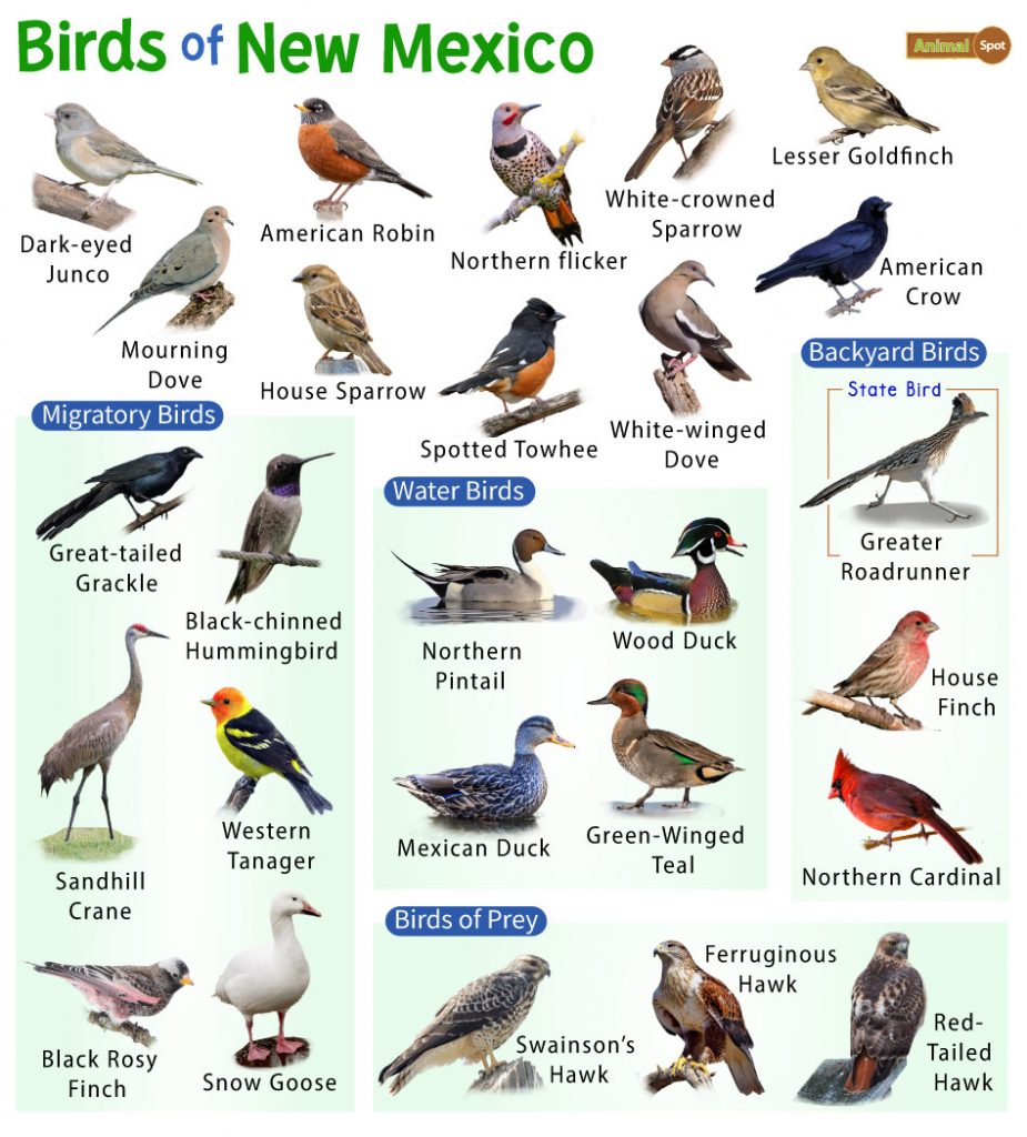 Common Backyard Birds in New Mexico