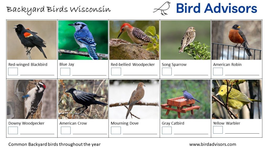 Common Backyard Birds in Wisconsin