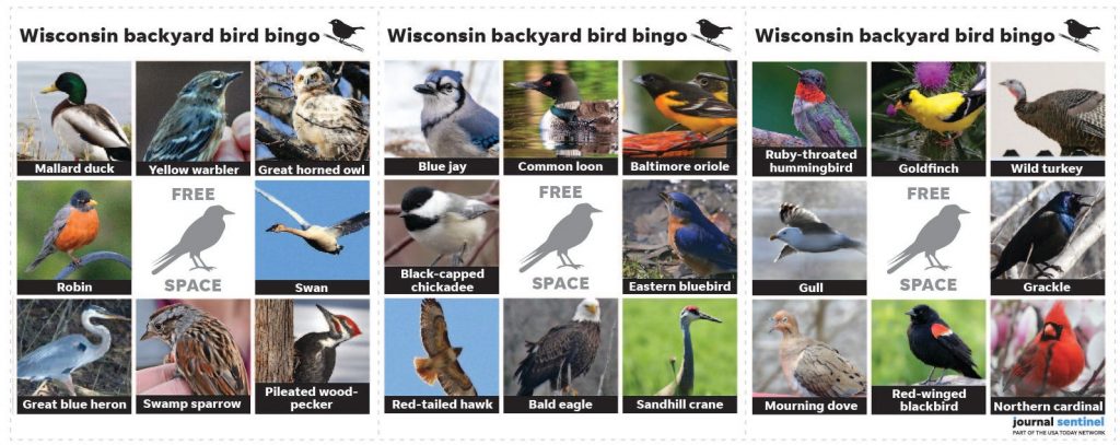 Common Backyard Birds in Wisconsin