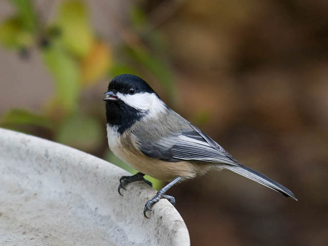 Common Backyard Birds in Wisconsin