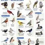 Common Backyard Birds in Wisconsin