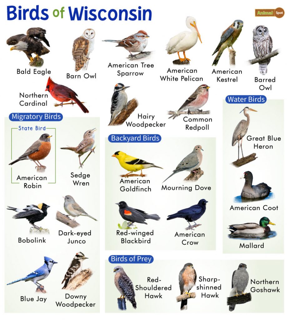 Common Backyard Birds in Wisconsin