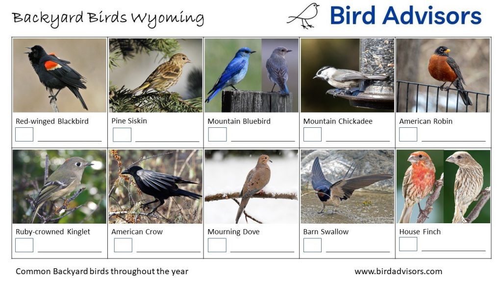 Common Backyard Birds in Wyoming: Identification and Tips