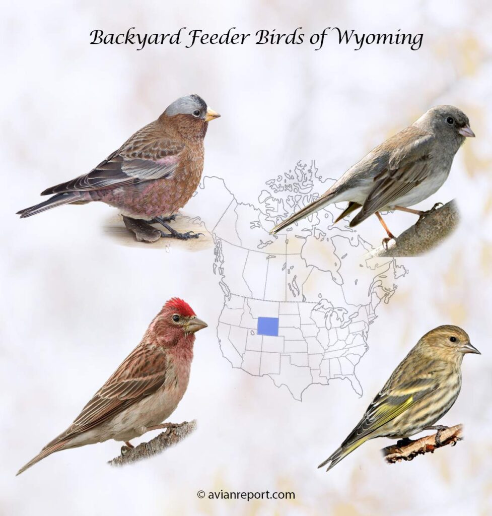 Common Backyard Birds in Wyoming: Identification and Tips