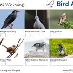 Common Backyard Birds in Wyoming: Identification and Tips