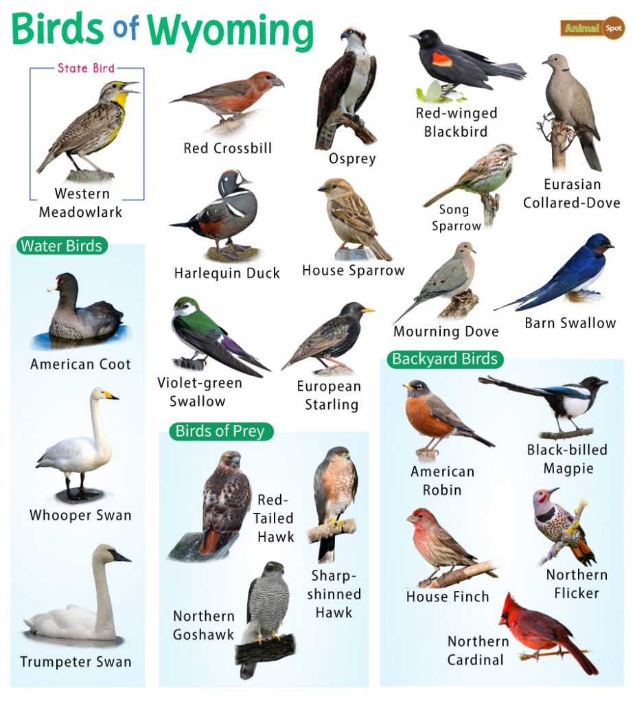 Common Backyard Birds in Wyoming: Identification and Tips