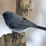 Common Birds: Dark-eyed Juncos at winter bird feeders in the United States