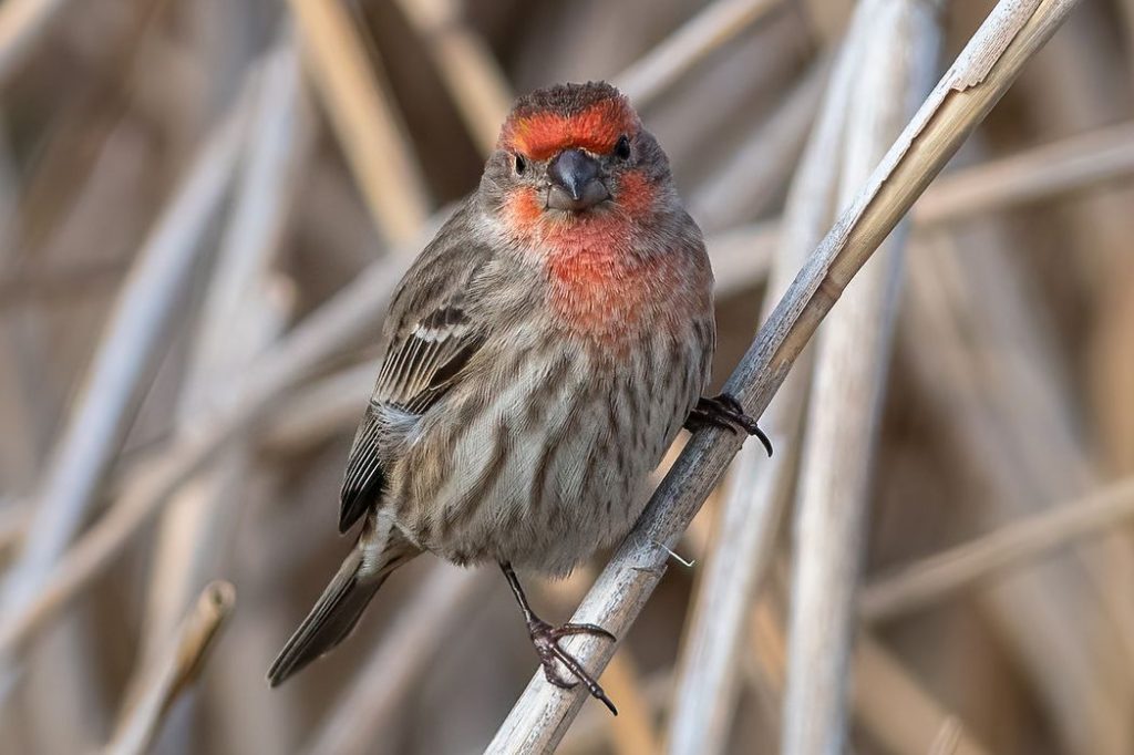 Common Birds in the United States: House Finches at Bird Feeders