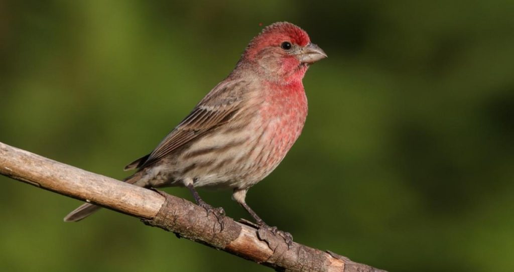 Common Birds in the United States: House Finches at Bird Feeders