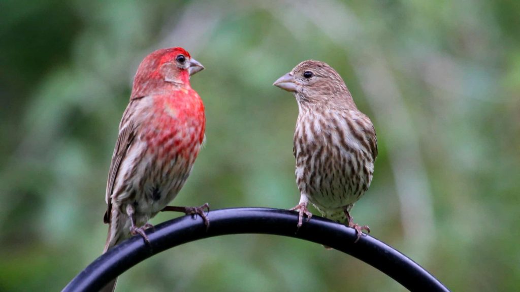 Common Birds in the United States: House Finches at Bird Feeders