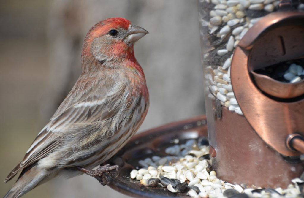 Common Birds in the United States: House Finches at Bird Feeders