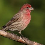 Common Birds in the United States: House Finches at Bird Feeders